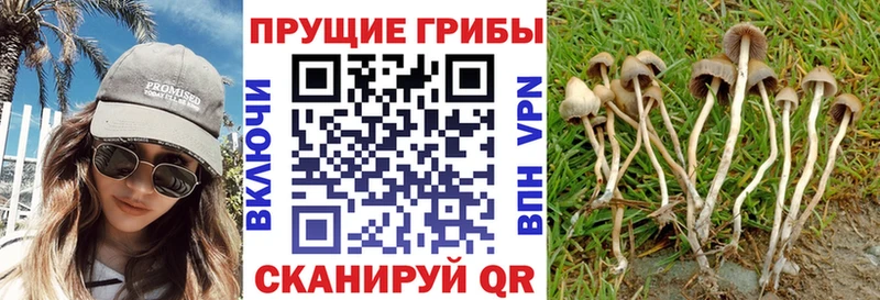 закладки  ОМГ ОМГ как войти  Галлюциногенные грибы Psilocybe  Заводоуковск 